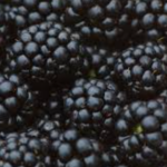 blackberry
