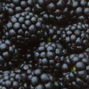 Home blackberry