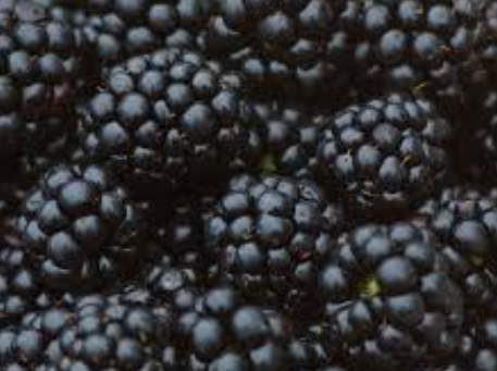 blackberry blackberry